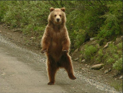 dame un....... - Página 9 Dancing+bear