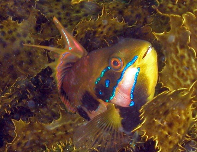 [Odax_acroptilus.jpg]