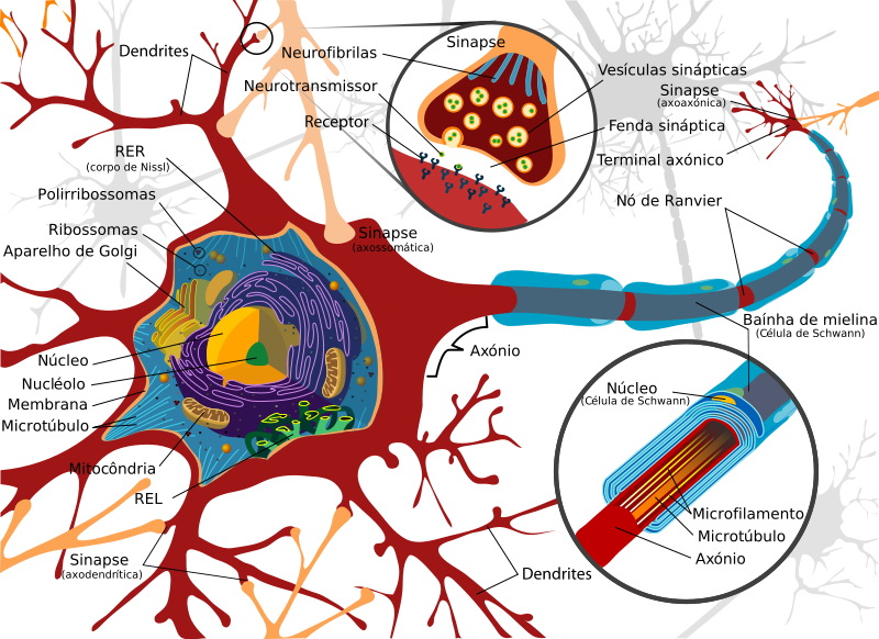 [neuronios.png]