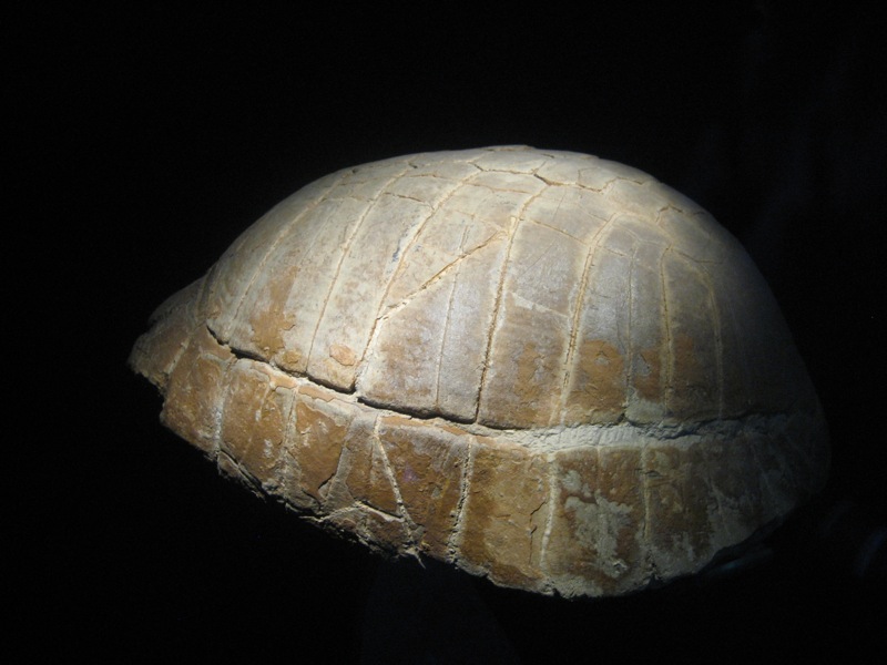 [NHM_turtle_fossil.jpg]