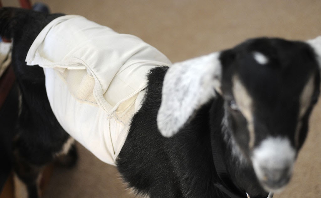 suustainable Goat Diaper for bottlefed goat kid.