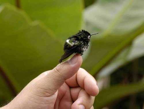 [cutest_smallest_animals_17_preview.jpg]