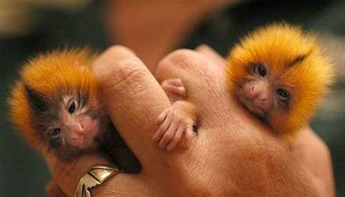[cutest_smallest_animals_10_preview.jpg]