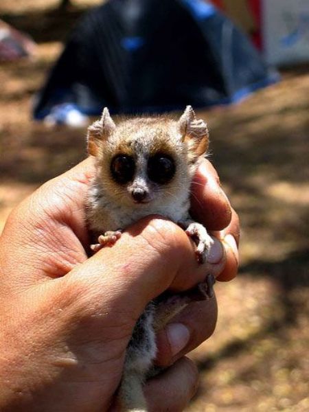 [cutest_smallest_animals_06.jpg]
