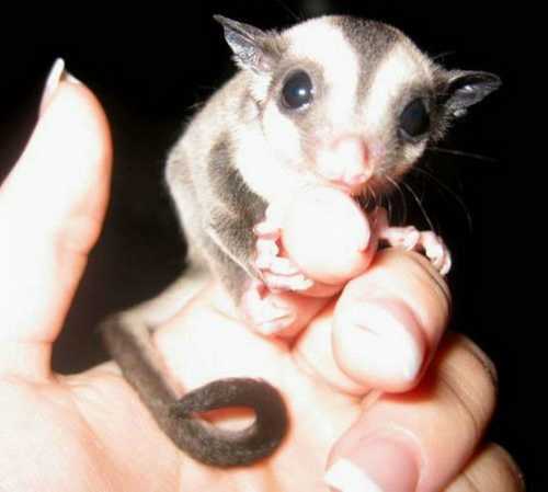 [cutest_smallest_animals_02_preview.jpg]