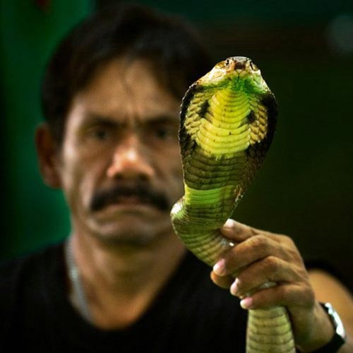 [Indian-snake-festival-(26).jpg]