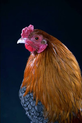 goodlookingchicks08qy7.jpg