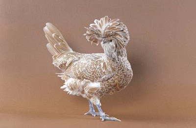 goodlookingchicks06rm4.jpg