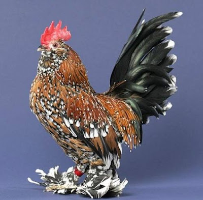 goodlookingchicks11qu3.jpg