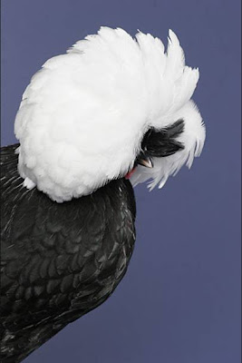 goodlookingchicks02ms5.jpg