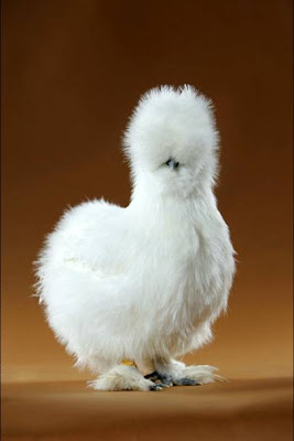 goodlookingchicks04oj8.jpg