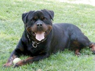 german blockhead rottweiler german blockhead rottweiler breeds picture german blockhead rottweiler german blockhead rottweiler breeds picture