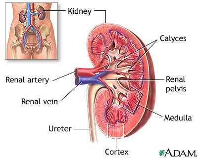 [kidney-713543.jpg]
