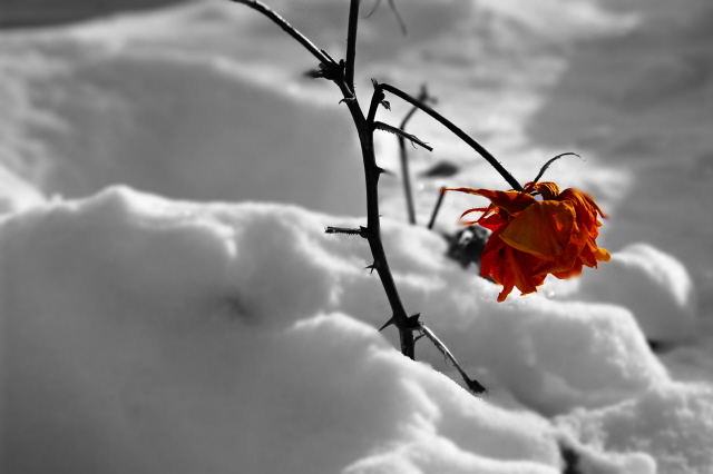 [Erin+Foster+-+Beautiful+Survival.jpg]