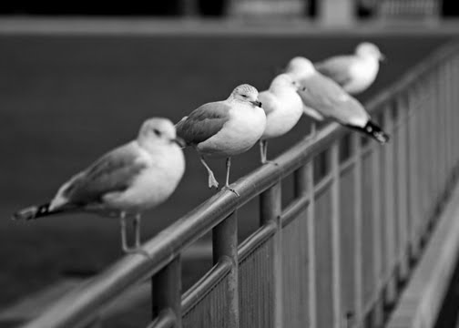 [Steve+Raley+-+Scavenger+Row.jpg]