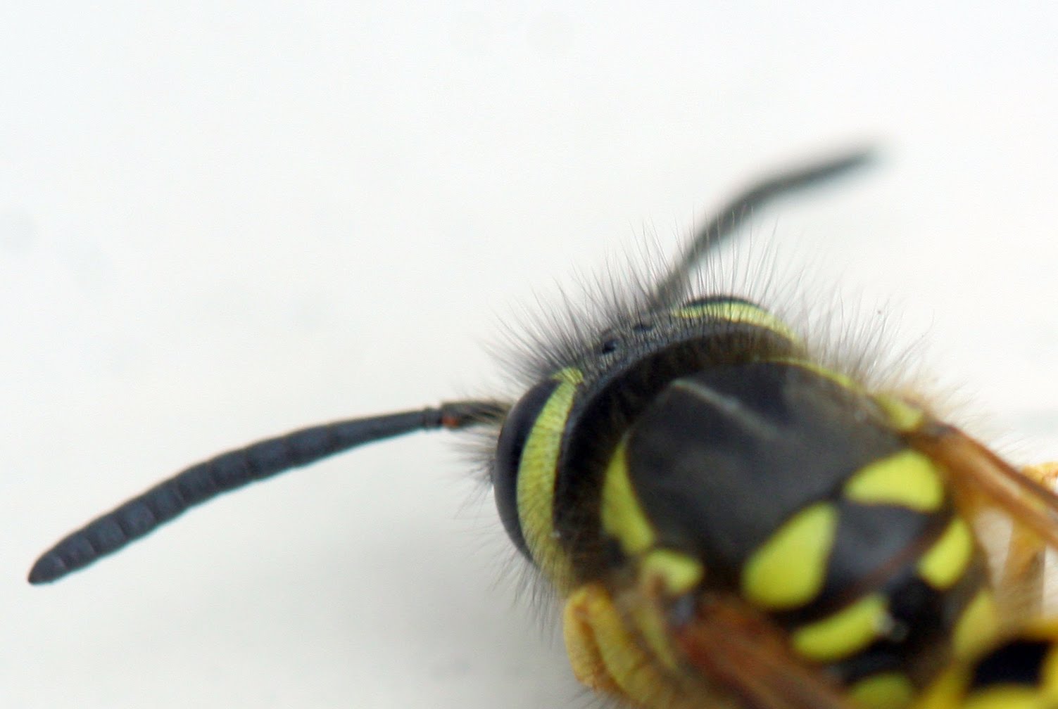 [Ellen+-+Bug's+Eye+View.jpg]