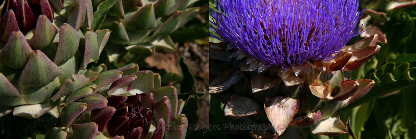 [Artichoke+Dyptich.jpg]