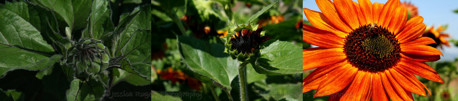 [Sunflower+Tripdych.jpg]