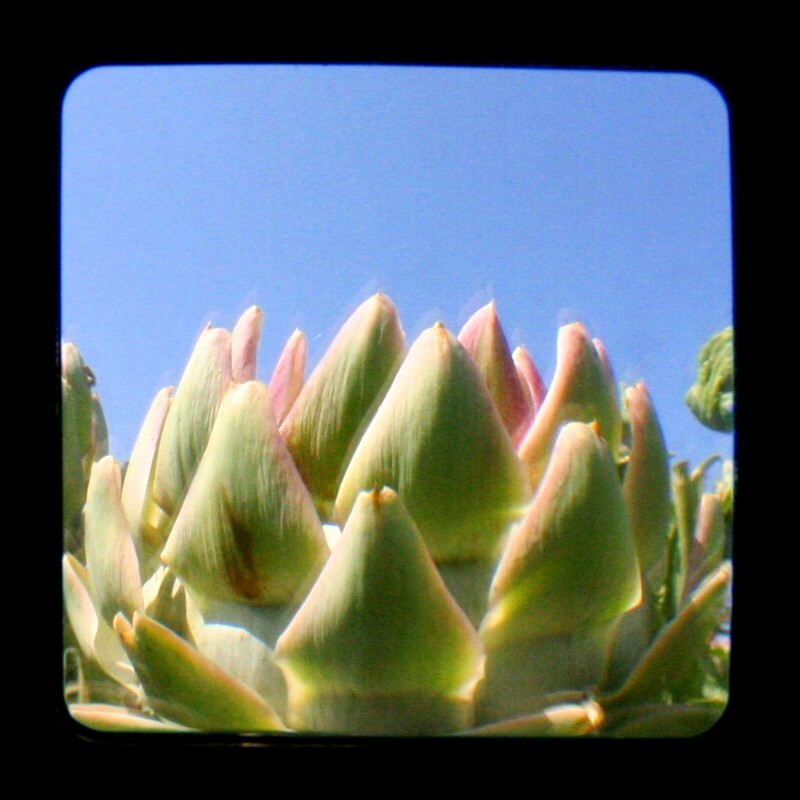 [TtV+Artichoke+2.jpg]