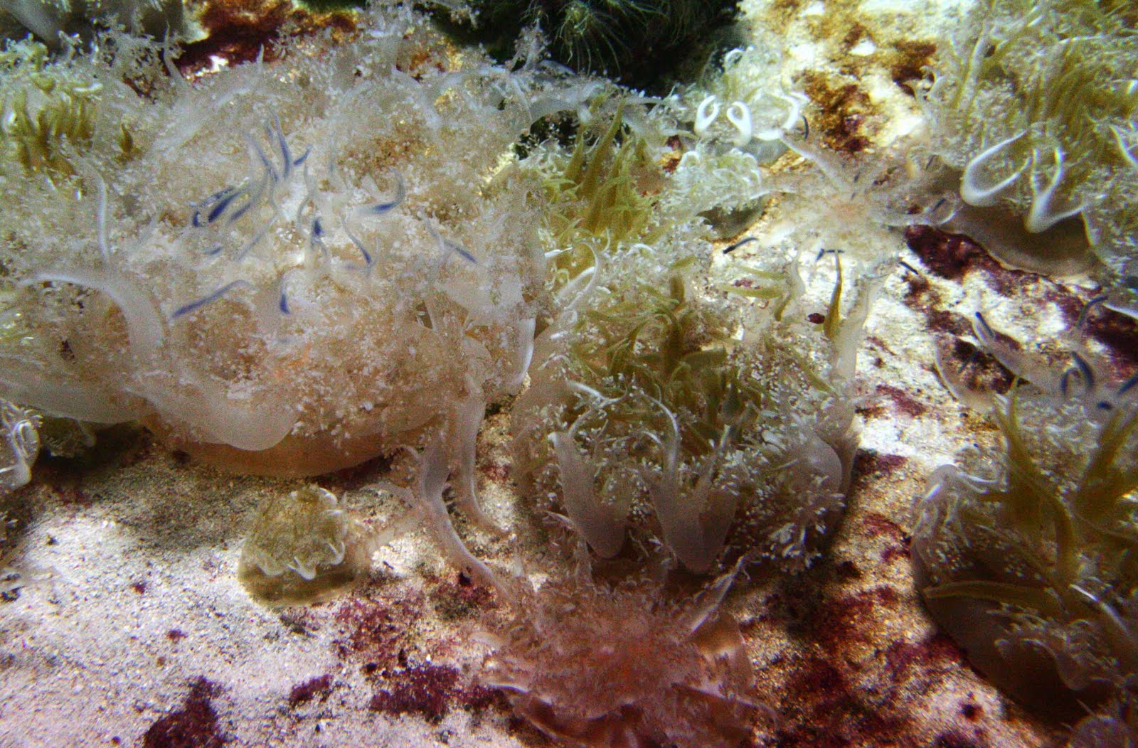 [Jellyfish+Plants.jpg]