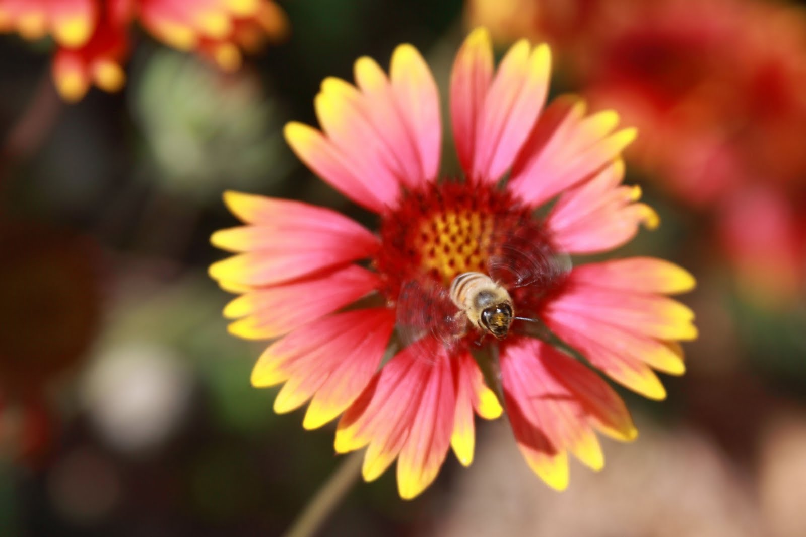 [Kirsten+-+Bee_flight.jpg]