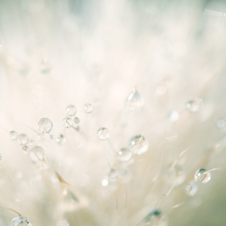 [Laura+Evans+-+Winter's+Dew+2.jpg]