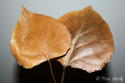 [Pam+Hardy+-+Autumn+Leaves.jpg]