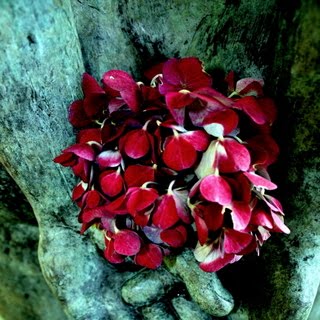 [Pat+Knowles+-+Hydrangea.JPG]