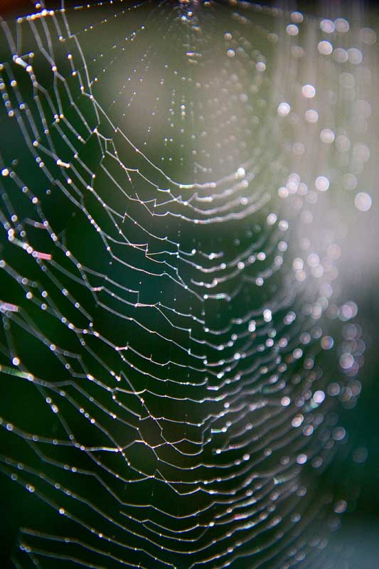 [Spider+Web.jpg]