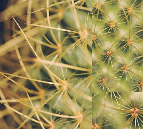 [Andrea+Despot+-+Cactus+Maximus.jpg]