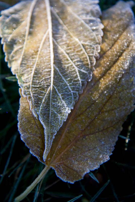 [Frosty+Leaves.jpg]