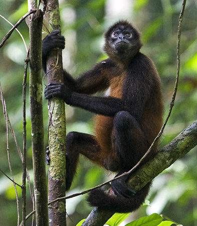 ENDANGERED ANIMALS: Spider Monkey