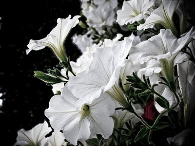 [whiteflower.jpg]