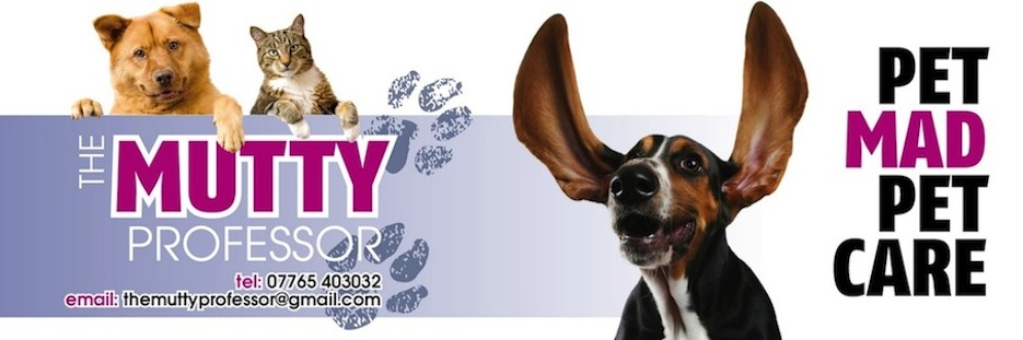 The Mutty Professor! Dog walking & Pet Sitting services