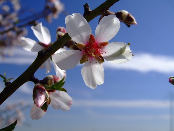 La vara de almendro | Rhema