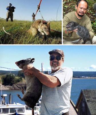 big Rats in newyork pictures/photos