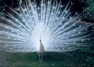 pictures of white peacocks images gallery