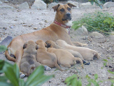 stray dog and pups pictures/photos
