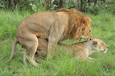 pictures of lions mating-lions fighting