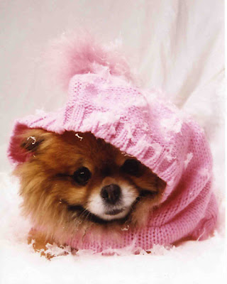 cute Pomeranian dogs wallpapers