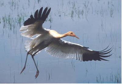 Indian Crane Bird