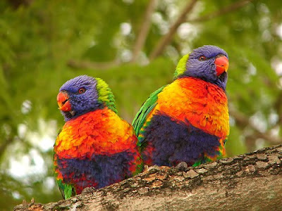 wild life of love birds images