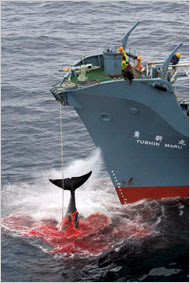 pictures of whale tale whale hunting
