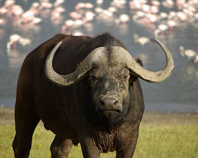 free downloading pictures of African buffalos wallpapers