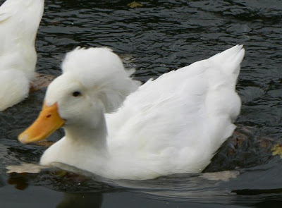 Photographs of Cute White Crested duck