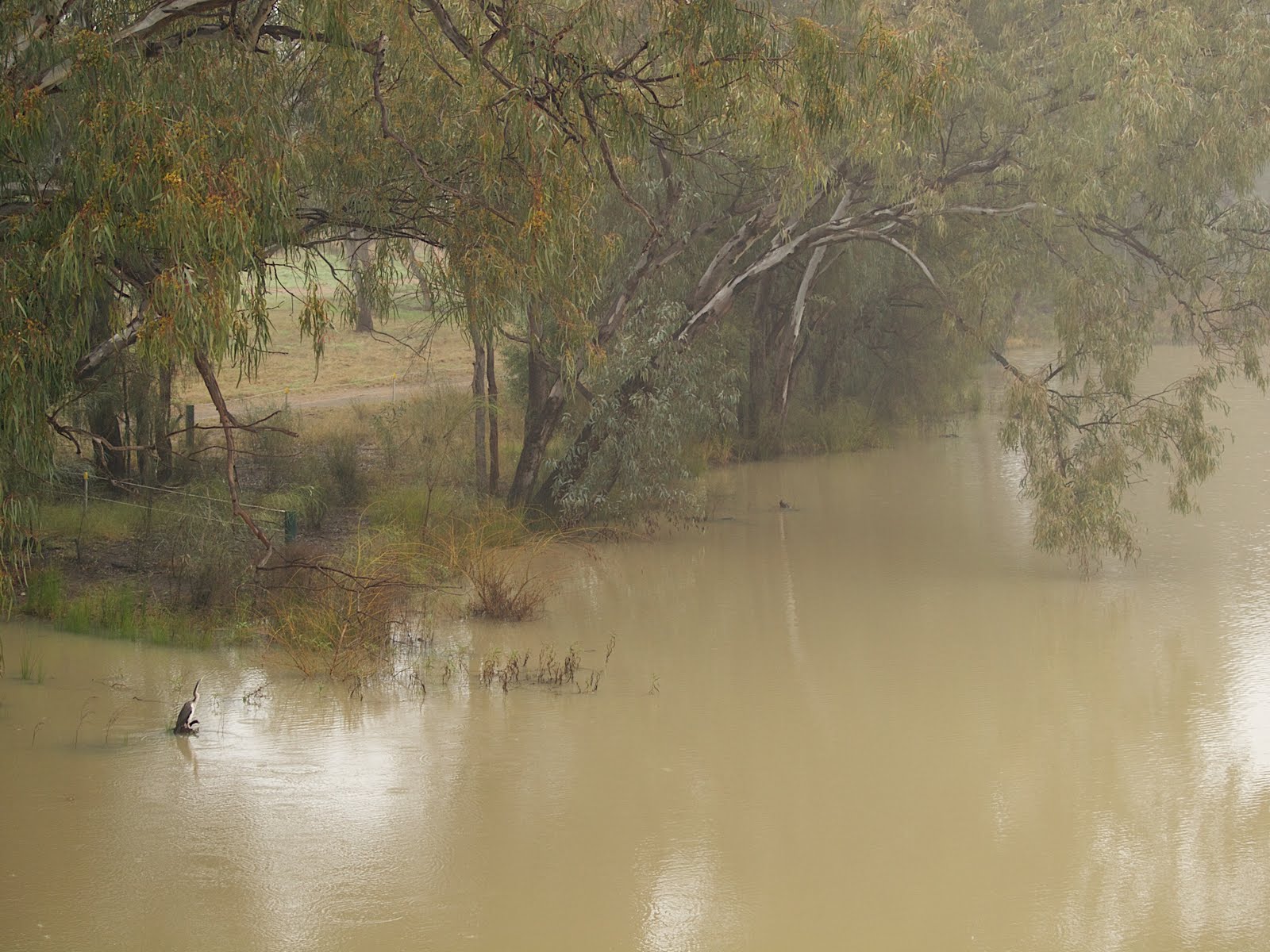 nyngan floods