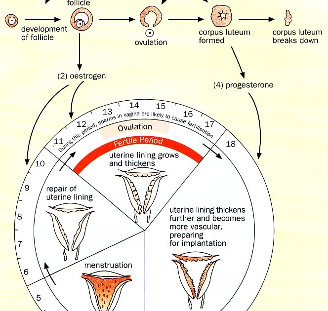 BIOLOGY ORDINARY LEVEL NOTES MENSTRUATION AND THE DEVELOPMENT OF THE