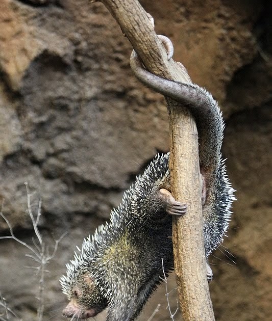 Kansas City Zoo KCZoo Prickly Cute Porcupines