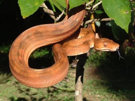 kansas city zoo snakes alive opens thursday april 1 snakes in kansas