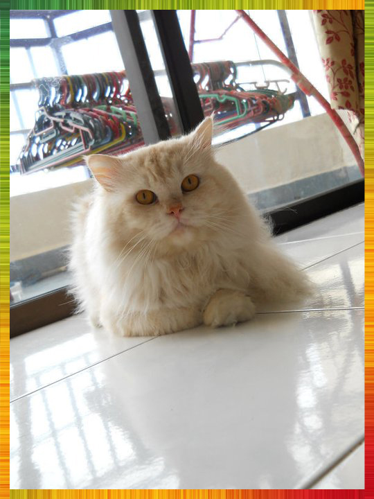 kucing parsi untuk dijual breed kucing parsi untuk dijual breed